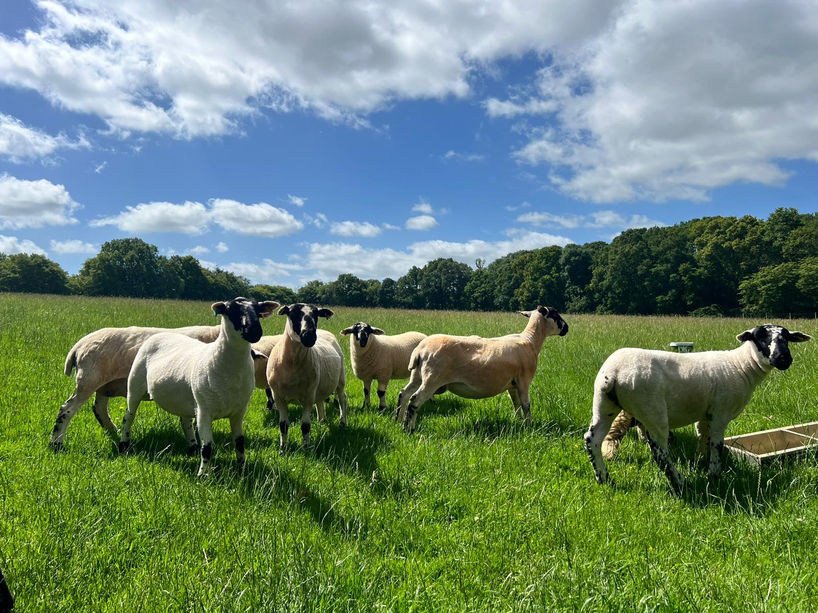 Mount Lodge Care Farm. Special Needs Adult Farm Education, Biddenden, Kent.