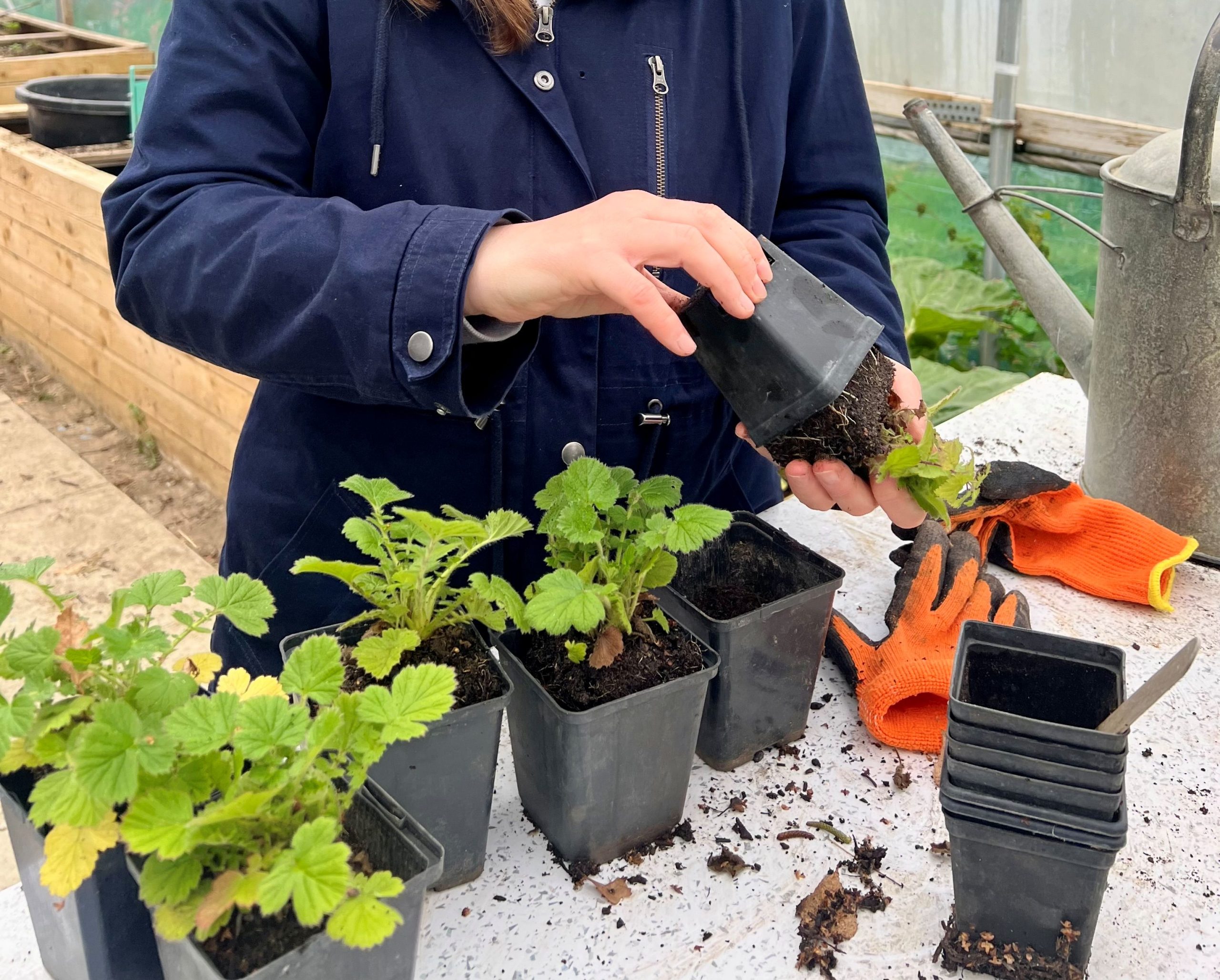 Mount Lodge Care Farm. Special Needs Adult Farm Education, Biddenden, Kent.